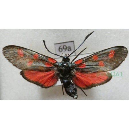 Zygaena angelicae Ochsenheimer, 1808 Kraśnik dzięgielowiec Slovakia69a